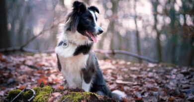 Médaille pour chien