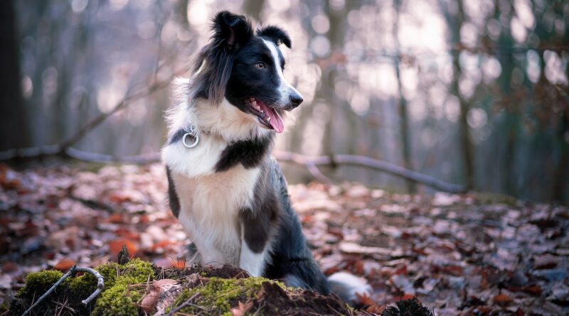 Médaille pour chien