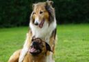 Mise bas chez la chienne