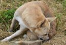 Pipette antipuces chien