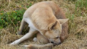 Pipette antipuces chien