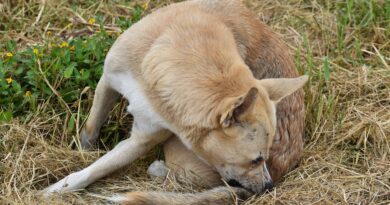 Pipette antipuces chien