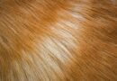Poils du chien