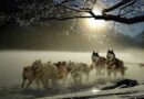 Races de chiens de traîneaux