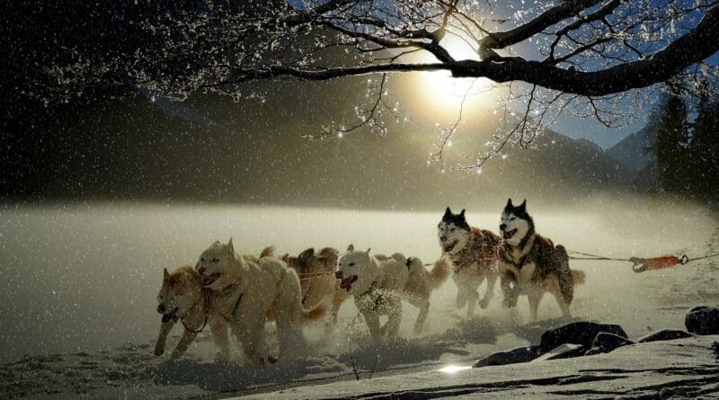 Races de chiens de traîneaux