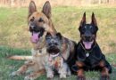 Races de chiens préférées des Français