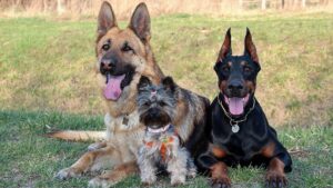 Races de chiens préférées des Français