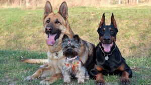 Races de chiens préférées des Français