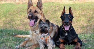 Races de chiens préférées des Français