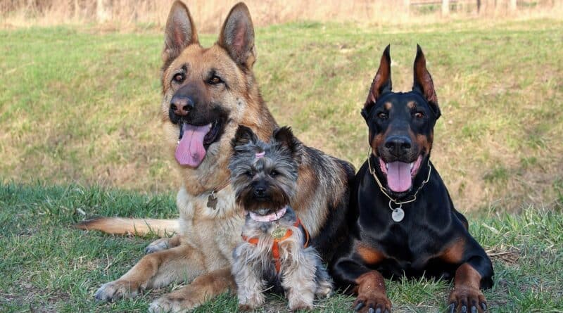 Races de chiens préférées des Français