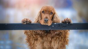 Races de chiens qui peuvent rester seules