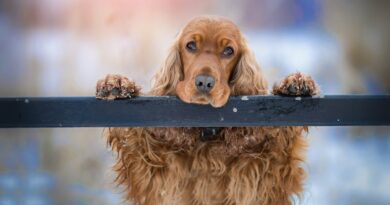 Races de chiens qui peuvent rester seules