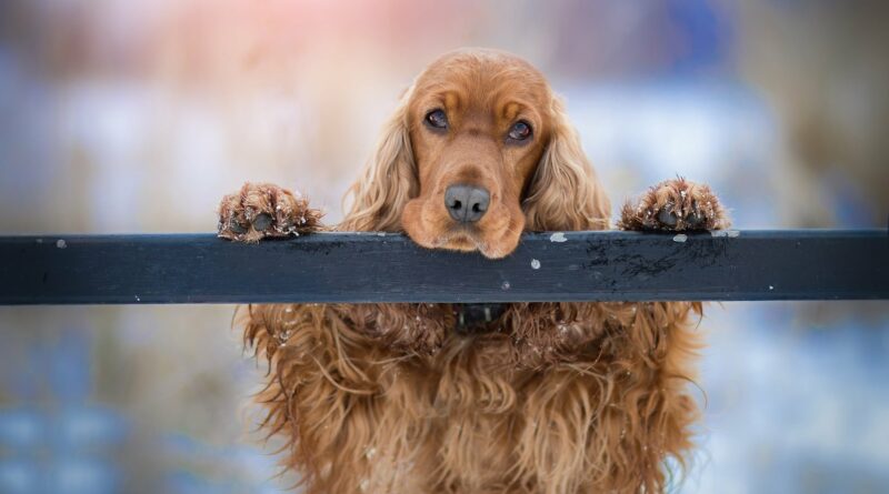 Races de chiens qui peuvent rester seules