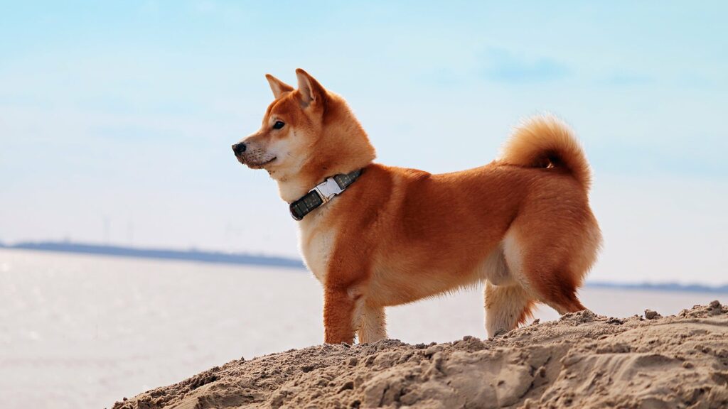 Shiba Inu