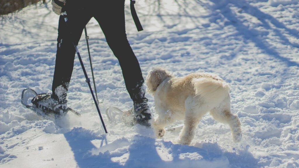 Sports de neige avec un chien
