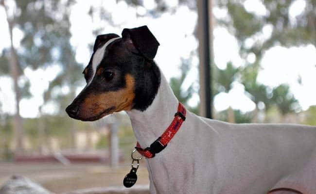 Terrier japonais