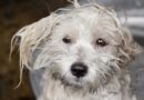 Toiletter un chien