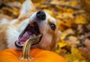 Vermifuge naturel pour chien