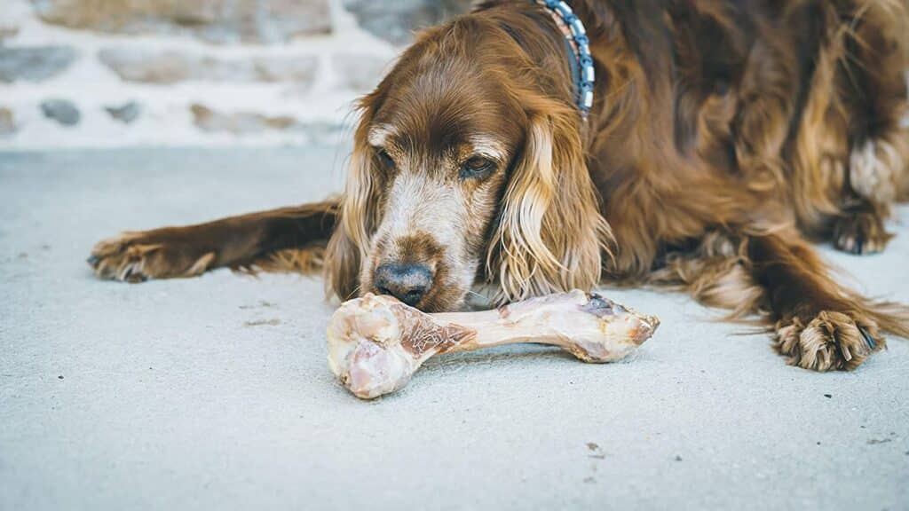 YTRANS Os de jambon cru pour chien