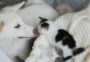 Chien et chat : auprès de qui les adopter ?