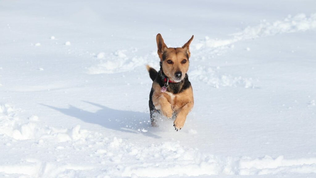 bien s'occuper d'un chien à la neige