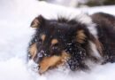 chien à la neige