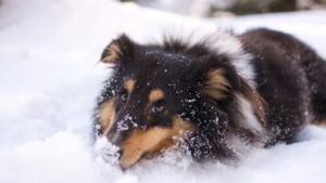 chien à la neige