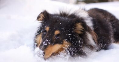 chien à la neige