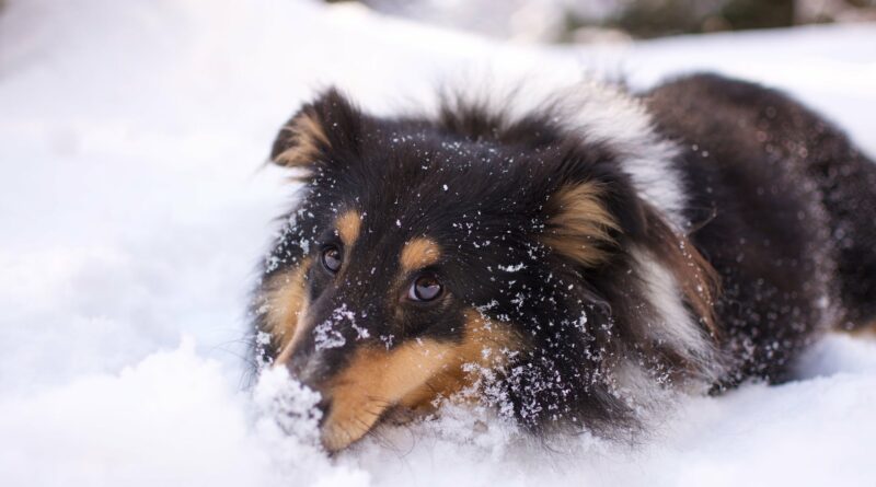 chien à la neige