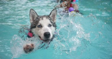 chien et piscine