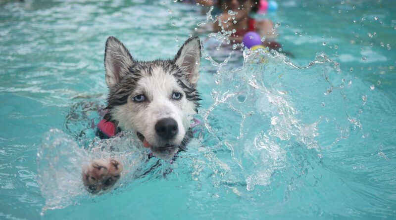 chien et piscine