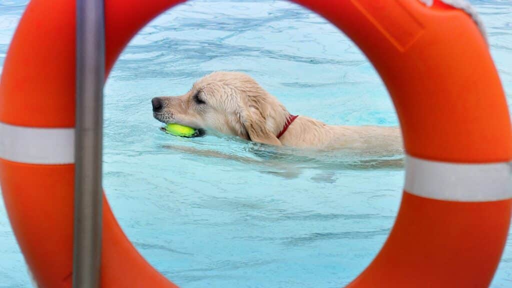 chien et piscine précautions