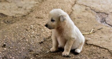 chiens abandonnés