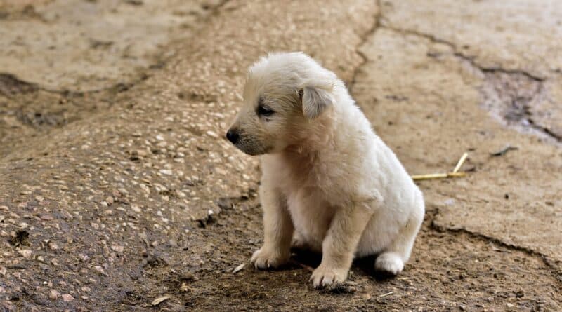 chiens abandonnés