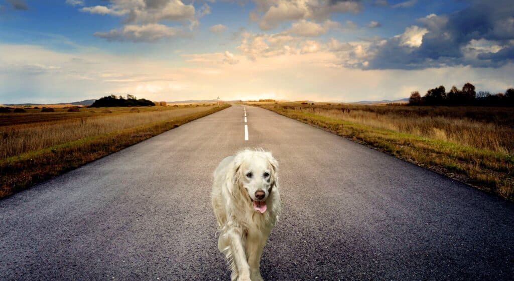 chiens abandonnés que faire