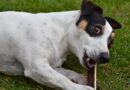 choisir un os pour chien