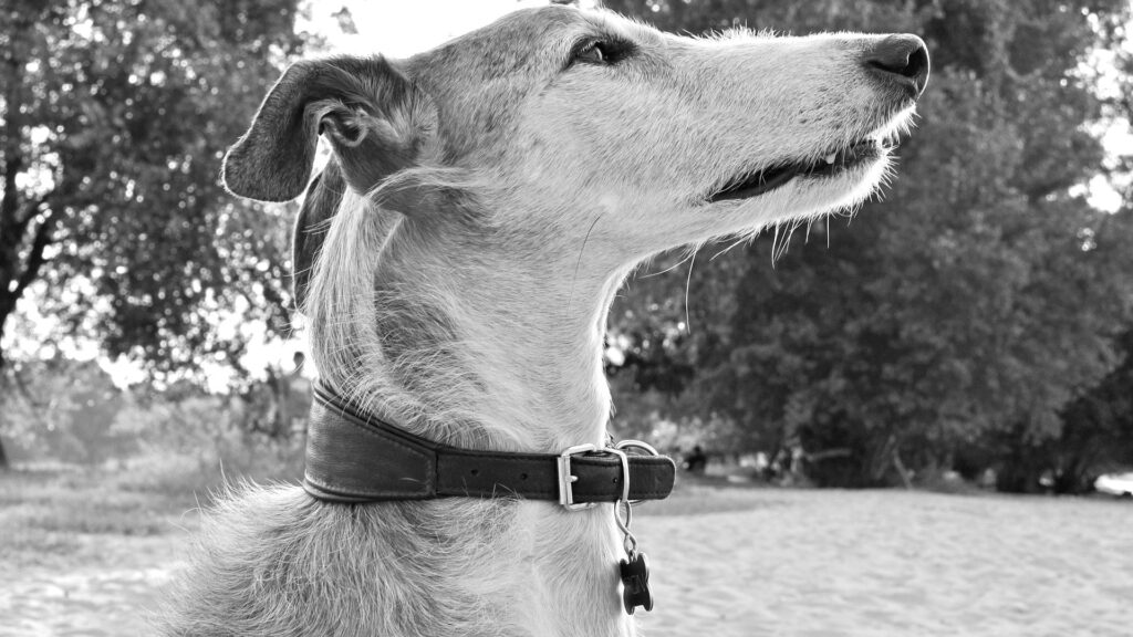 collier et médaille pour chien