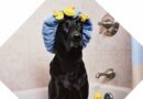 comment donner un bain à un chien