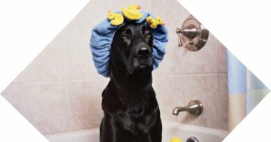 comment donner un bain à un chien