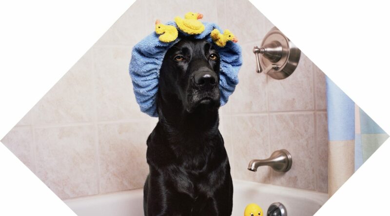 comment donner un bain à un chien