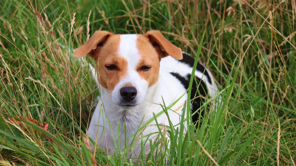 connaitre le sens de l'orientation du chien