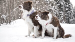 couleurs robes Border Collie