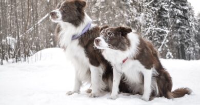 couleurs robes Border Collie