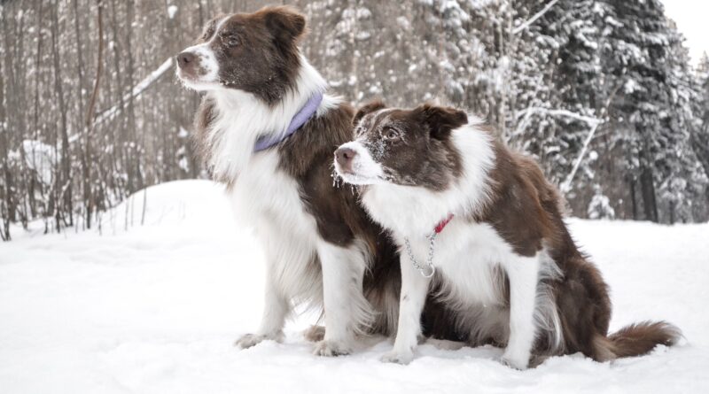 couleurs robes Border Collie