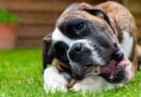 donner de la corne de buffle pour chien