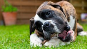 donner de la corne de buffle pour chien