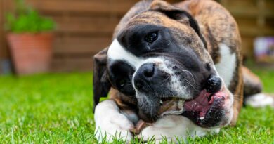 donner de la corne de buffle pour chien