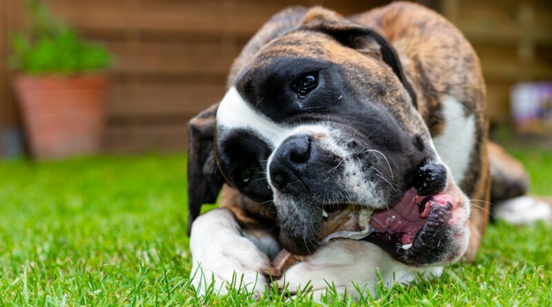 donner de la corne de buffle pour chien