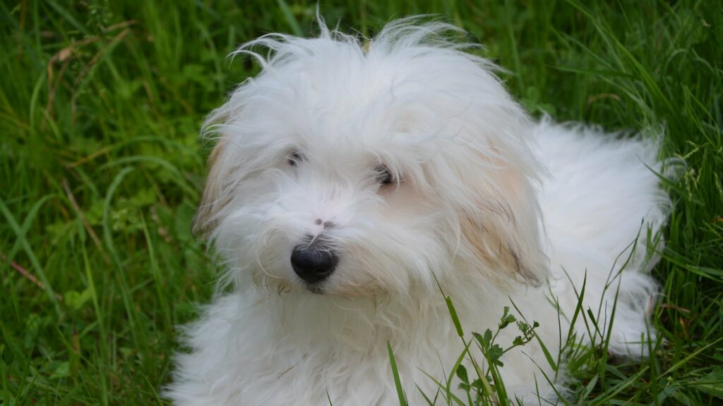 entretenir les poils du chien