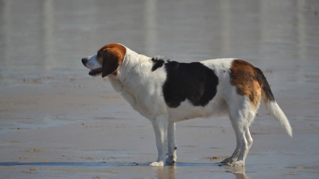 garanties mutuelle santé pour chien